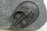 Detailed Scotoharpes Trilobite - Boudib, Morocco #312384-1